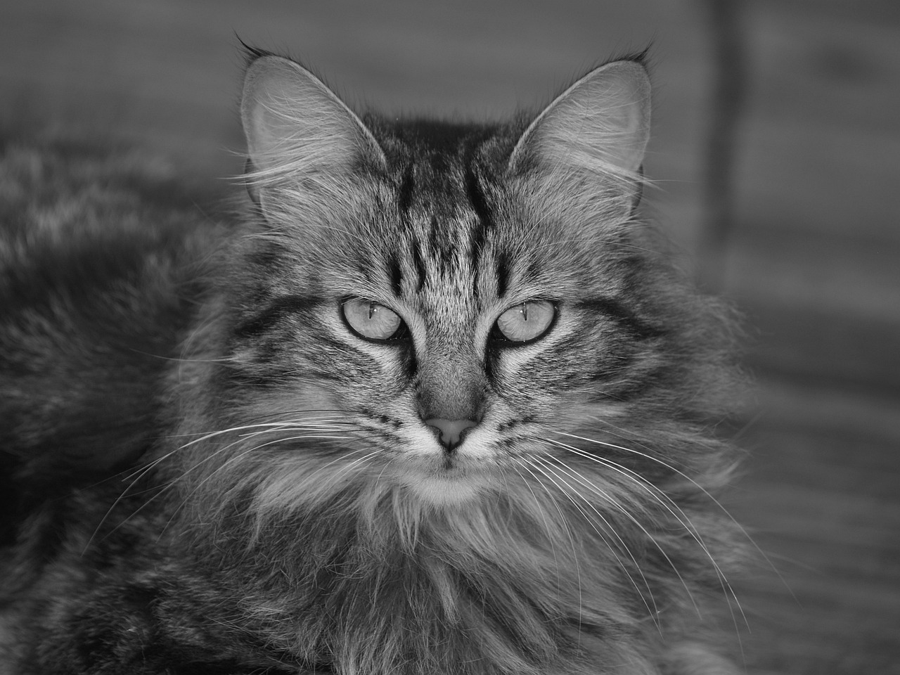 Why Maine Coon Cats Are So Popular